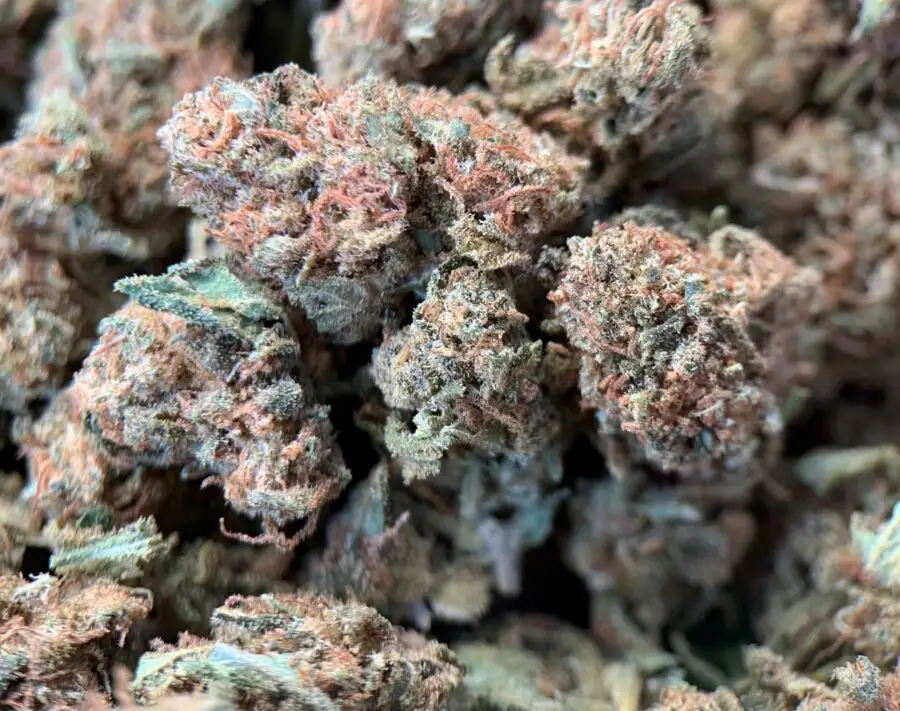 Small Bud Grapefruit CBD Bloemen