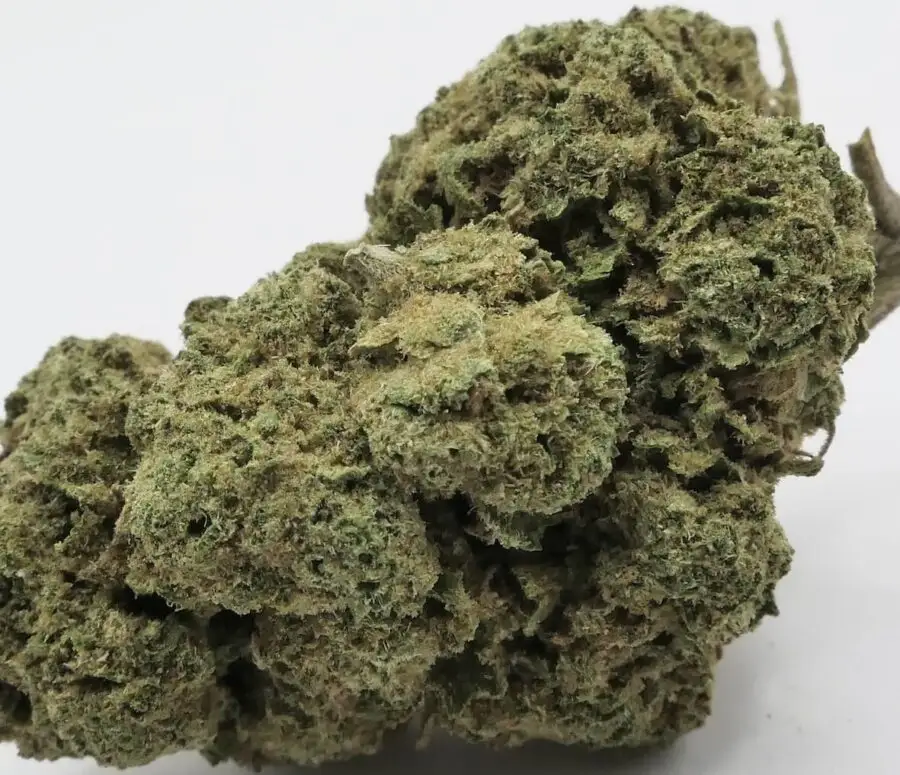 noorderlicht fleur de cbd
