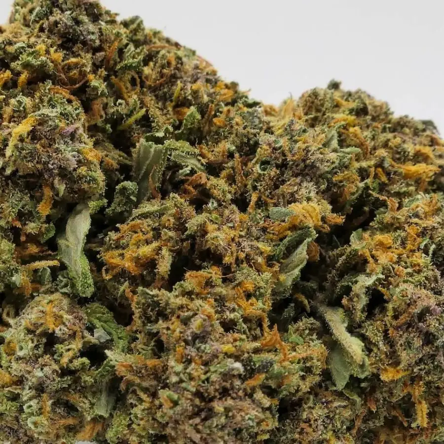 gorilla glue virág