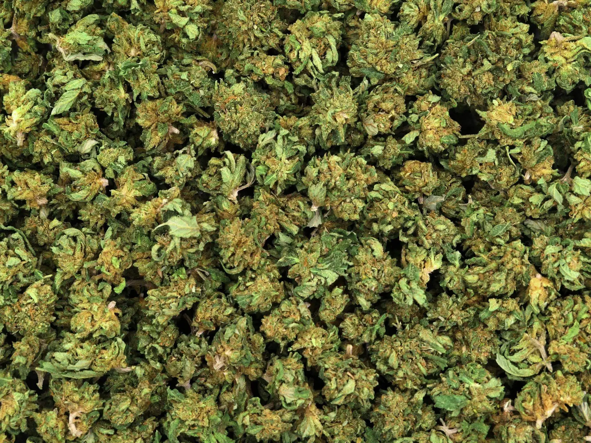 SMALL BUD RUNTZ DI CBD