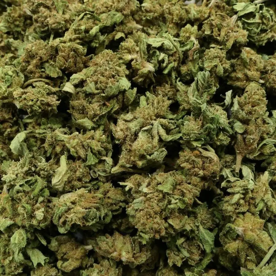 Small bud jack herrer - CBD Blume