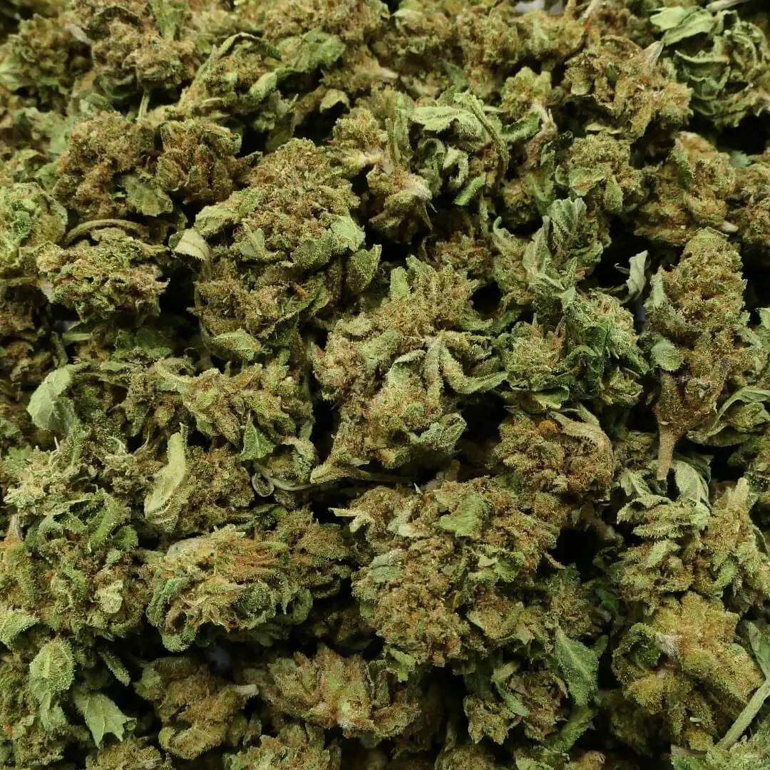 Small bud jack herrer - FLEUR CBD Small knop jack herrer - CBD BLOEM