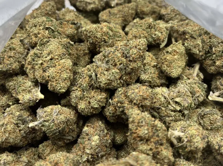 Blueberry Kush hydroponische Blumen