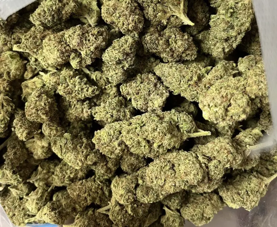 Queen Cali Haze sachet hydroponie