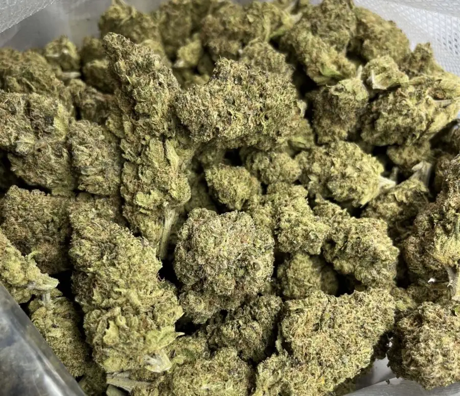Skywalker OG hydroponische Blumen