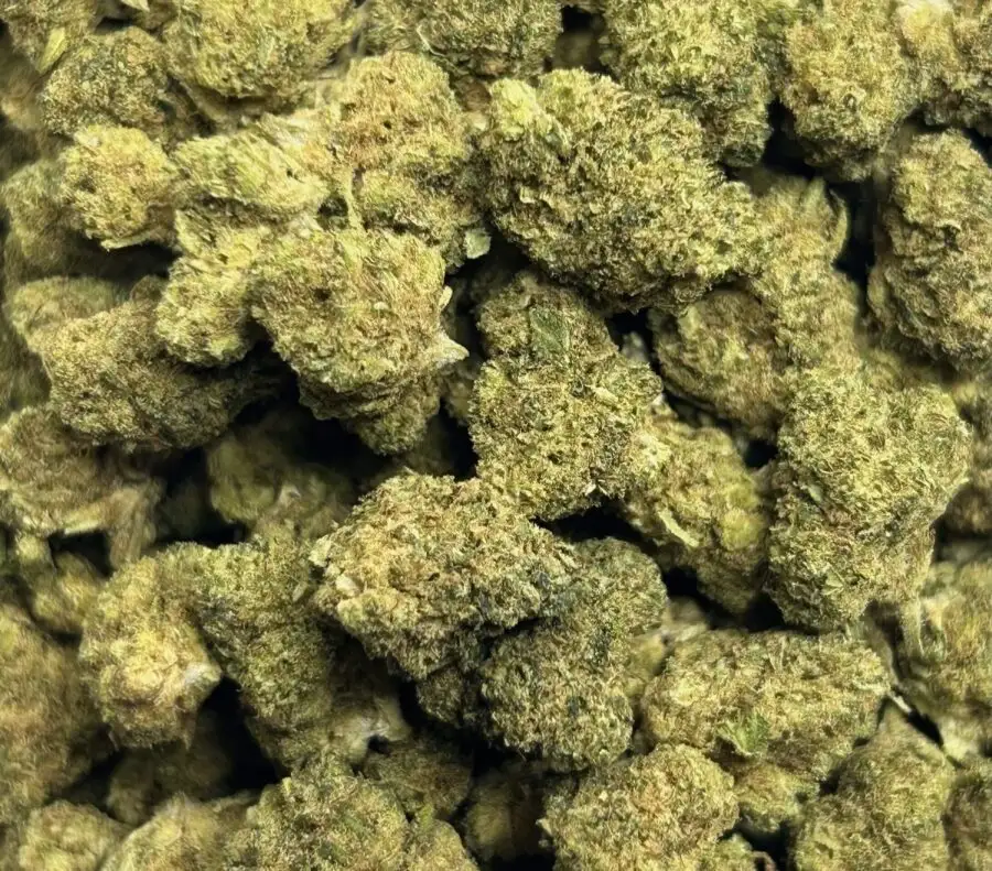 Small Bud Super Cheese fleurs hydroponique
