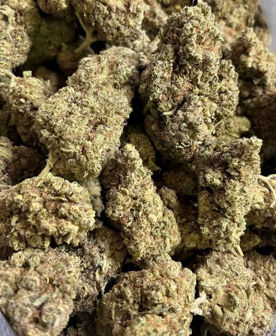 Chemdog fleurs hydroponiques de CBD