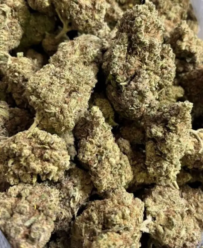 Chemdog fleurs hydroponiques Chemdog hydroponische CBD-Blüten