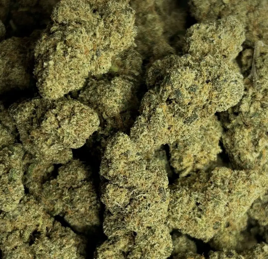Zombie Kush hydrocultuur bloemen
