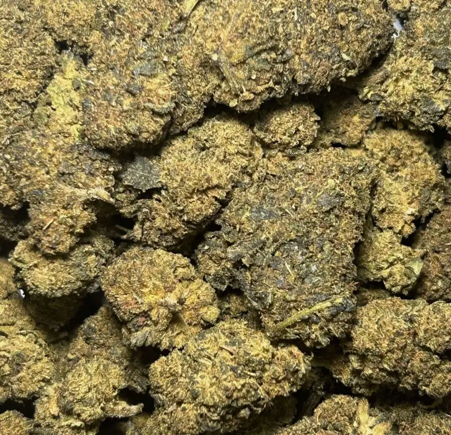 bloemen Critical Mass HHCPO