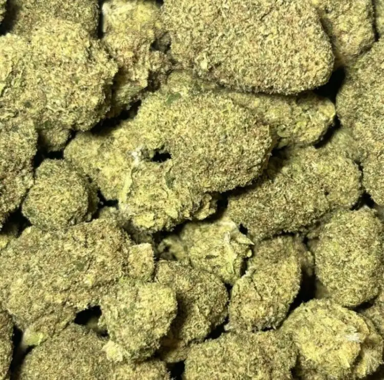 Mac flores de CBD hidropónicas