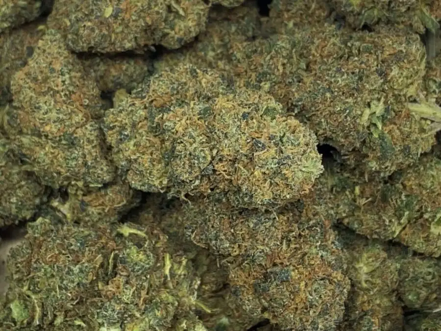 Area 51 Area 51 HHCPO flowers