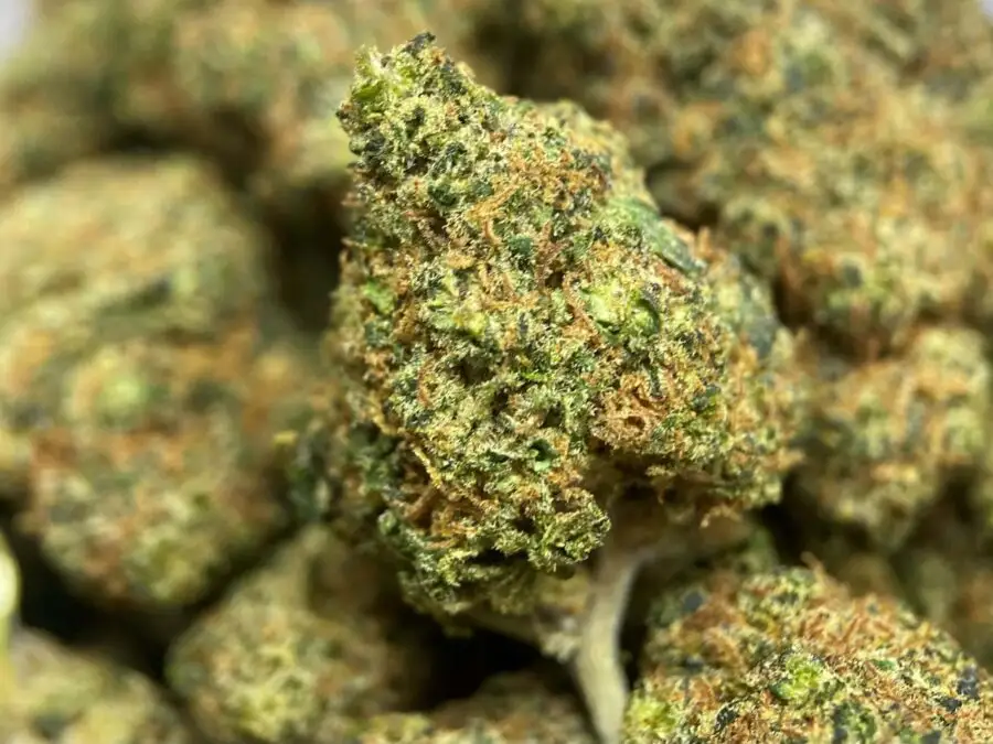BLUE SHERBET THCP