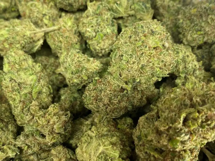 Jack Frost THCP Jack Frost THCP virág