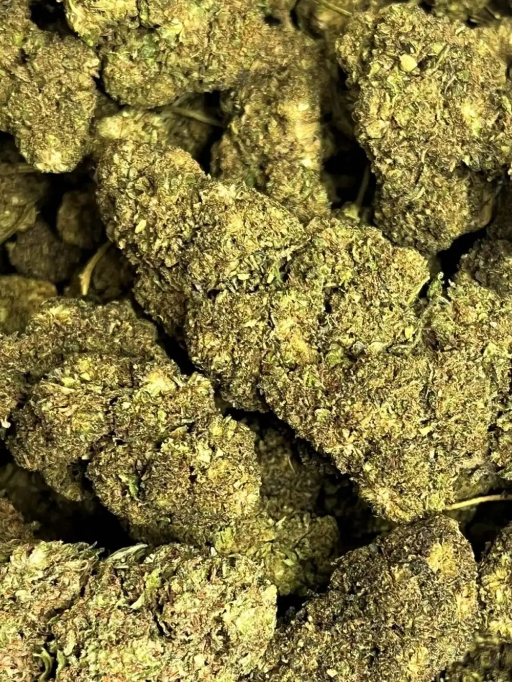 Galactic Glue Galactic glue hhcpo-Blumen