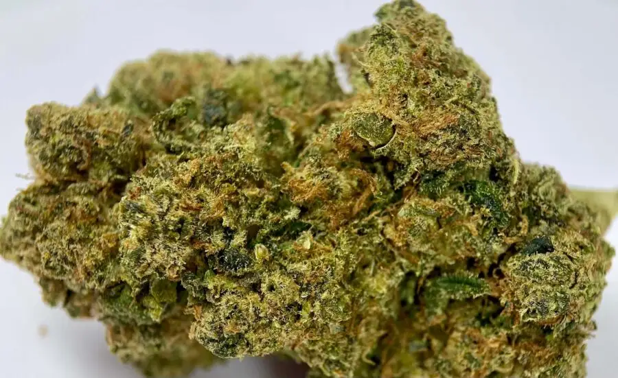 Amnesia crunch HHCPO bloem