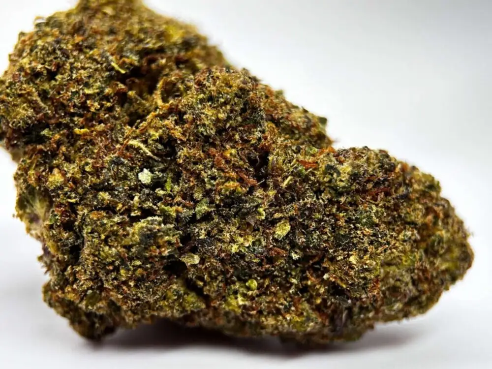 MANGO MAC HHCPO MANGO MAC HHCPO