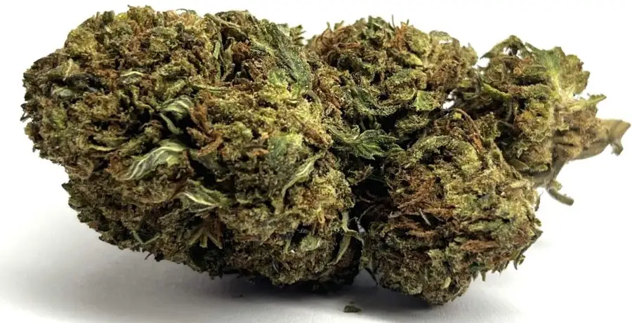 G13 fleur thcp