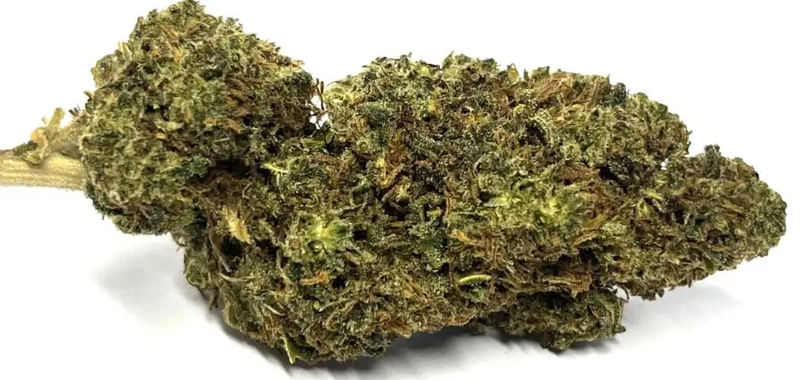 Hawaiian Kush Flor de Thcp