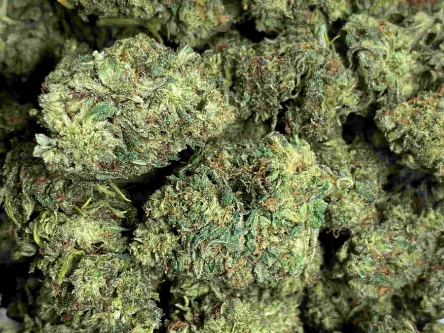 strong buddha kush flor de thcp