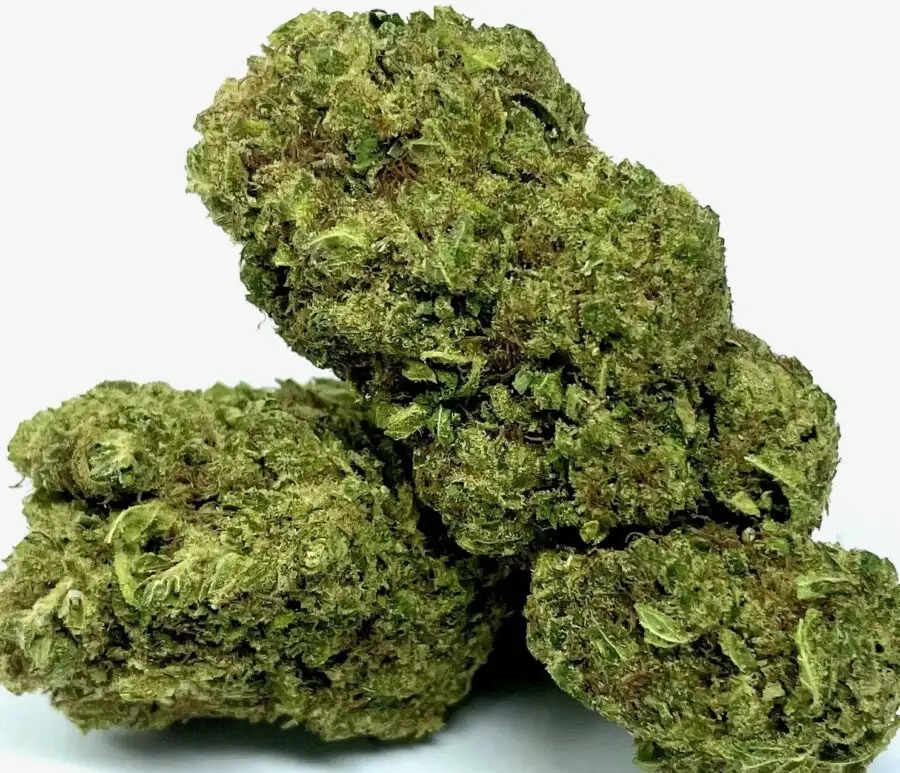 Mojito THCJD flowers