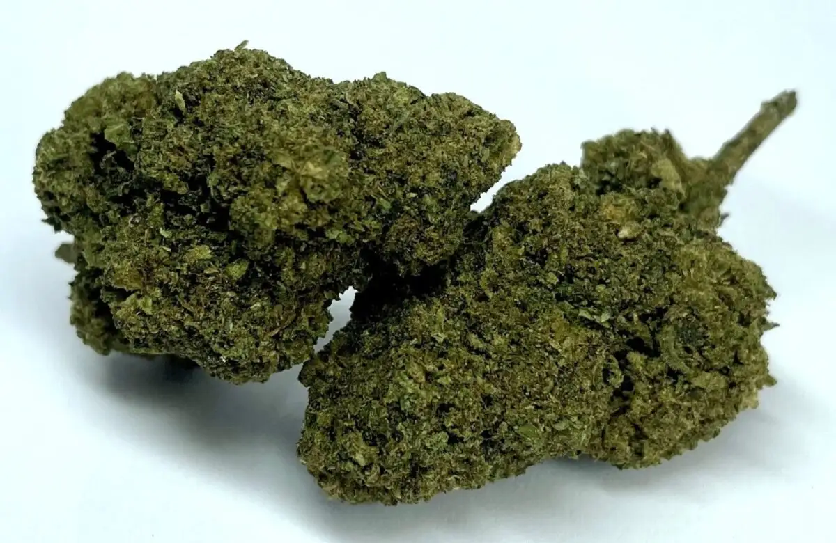 Tropicanna THCJD Tropicanna THCJD