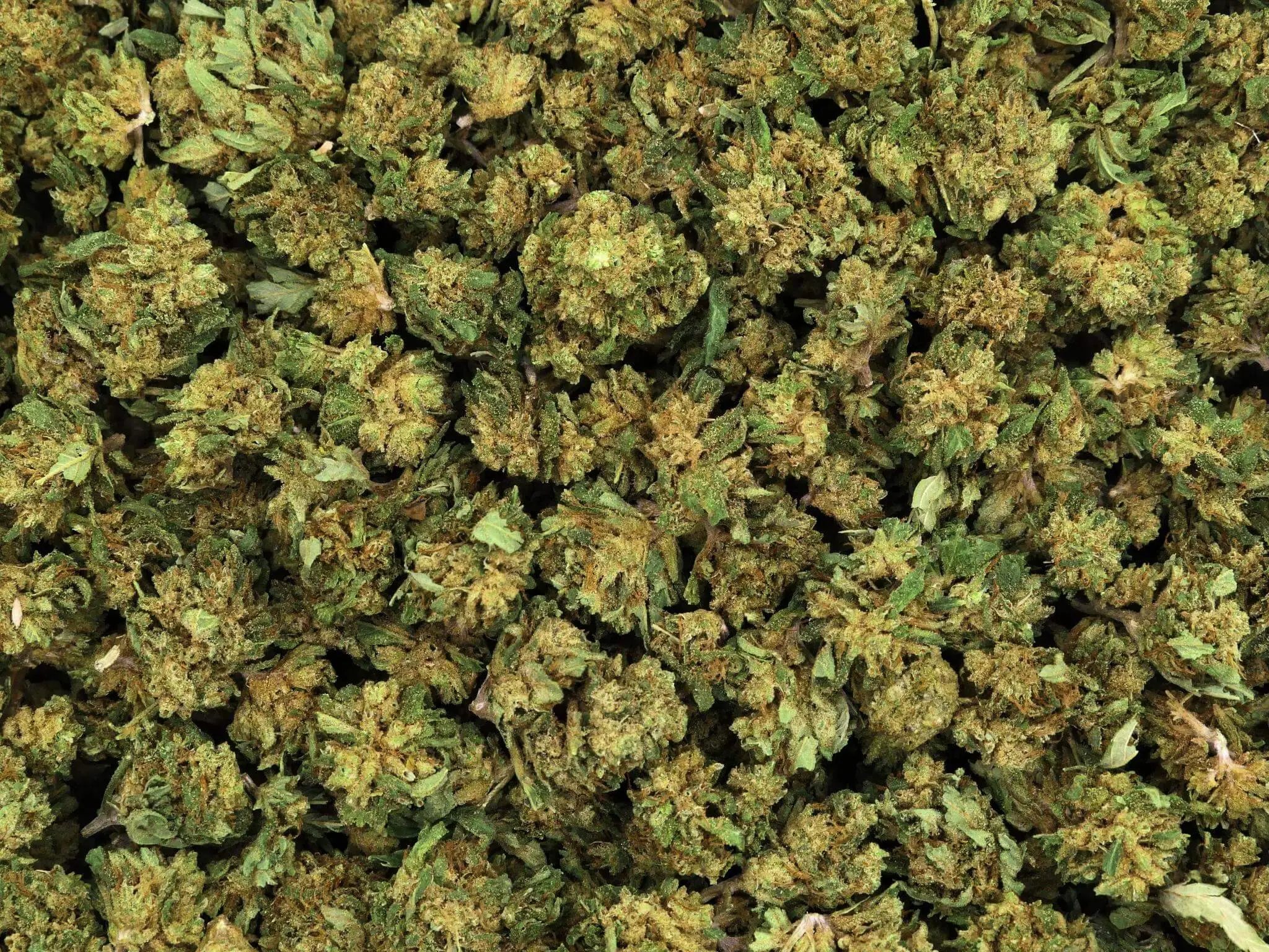 SMALL BUD SHIVA HAZE CBD SMALL BUD SHIVA HAZE