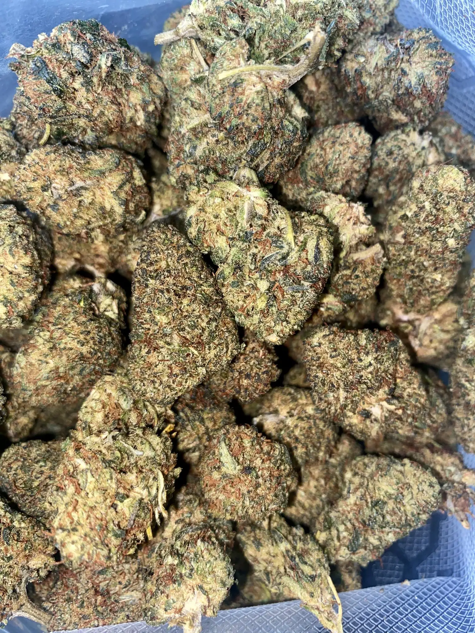 Nebbia americana thcb