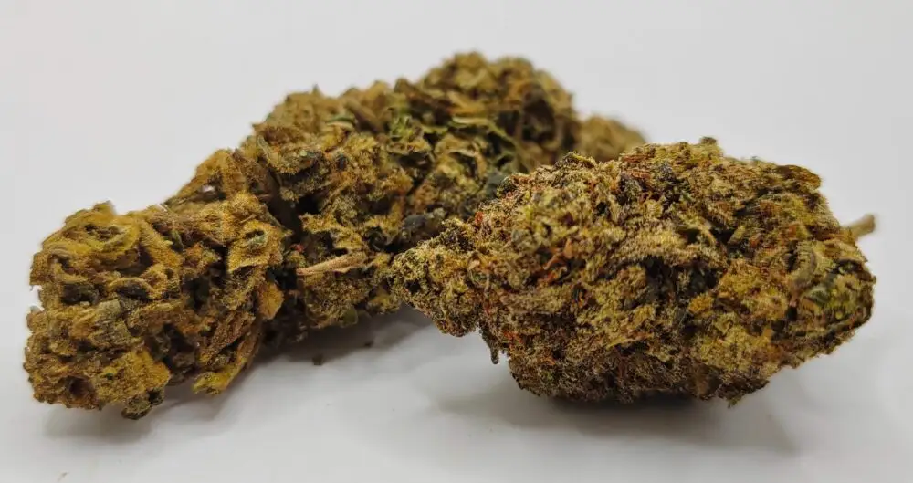 candy melon candy melon flor de cbdp