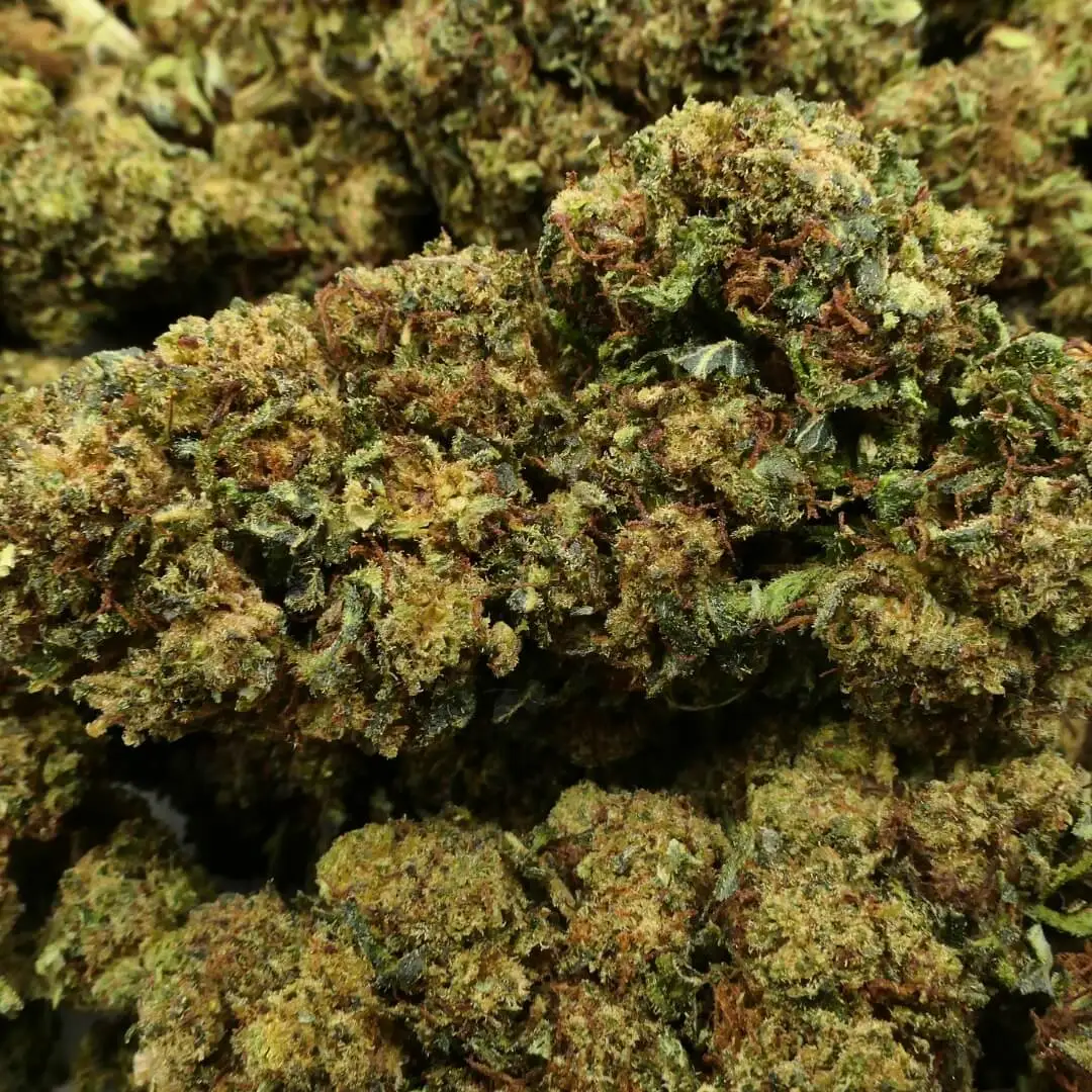 og god father - flower - 10 oh