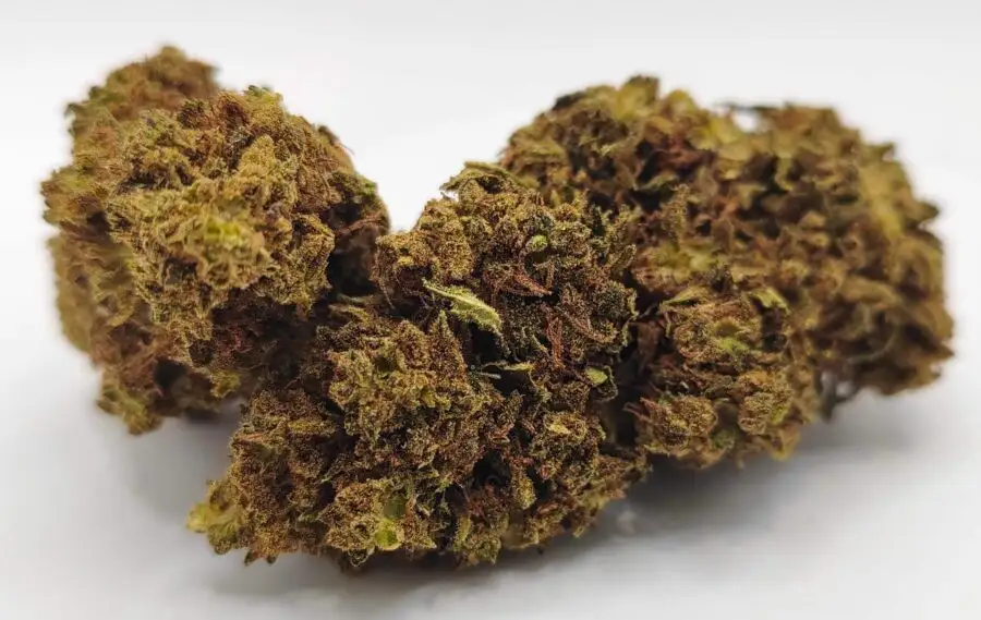 sweet dream flor de cbdp