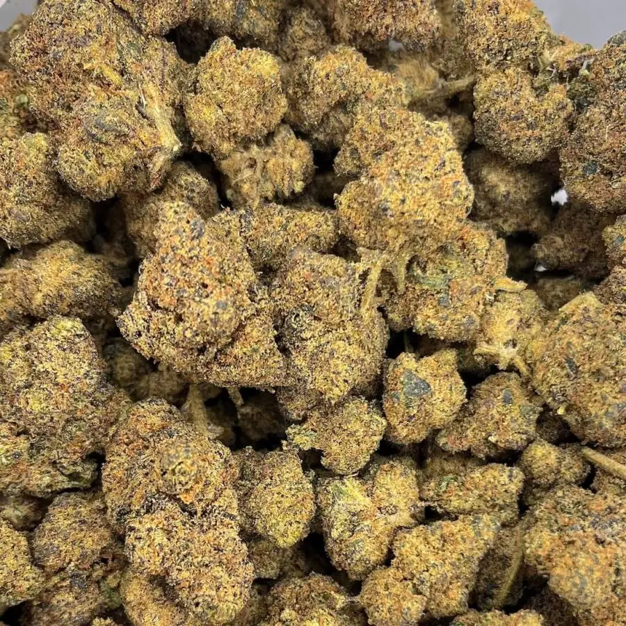 cali goud hydrocultuur 10OHHHC