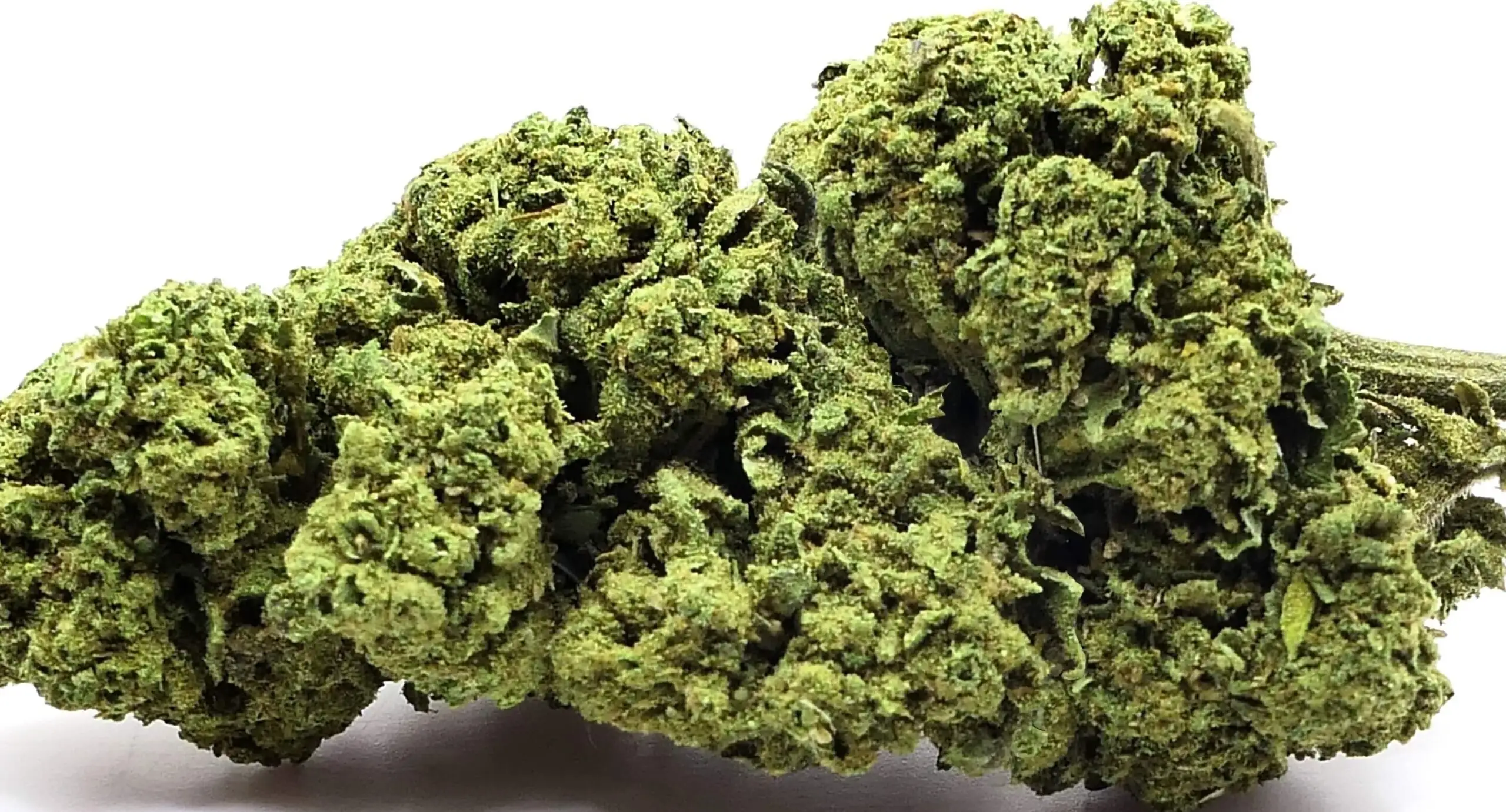 BUBBLEGUM BUBBLEGUM FIORE DI CBD