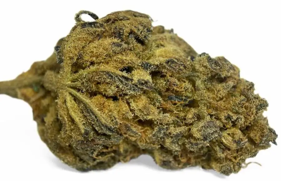 PURPLE ORANGE