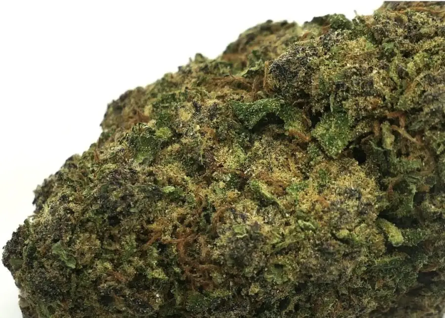 Purple star muscimol flower