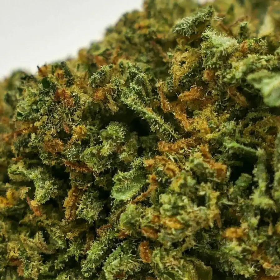 Swiss gold Flor de CBD