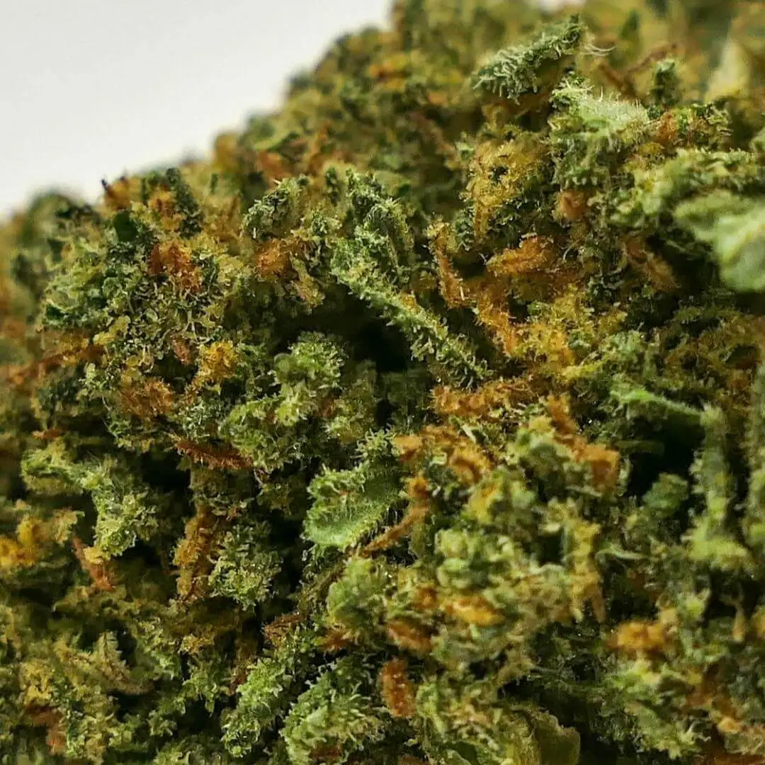 Swiss gold Fiore di CBD