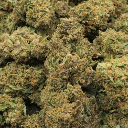 CAKE POUNDER - FLOR - 10 OH HHC