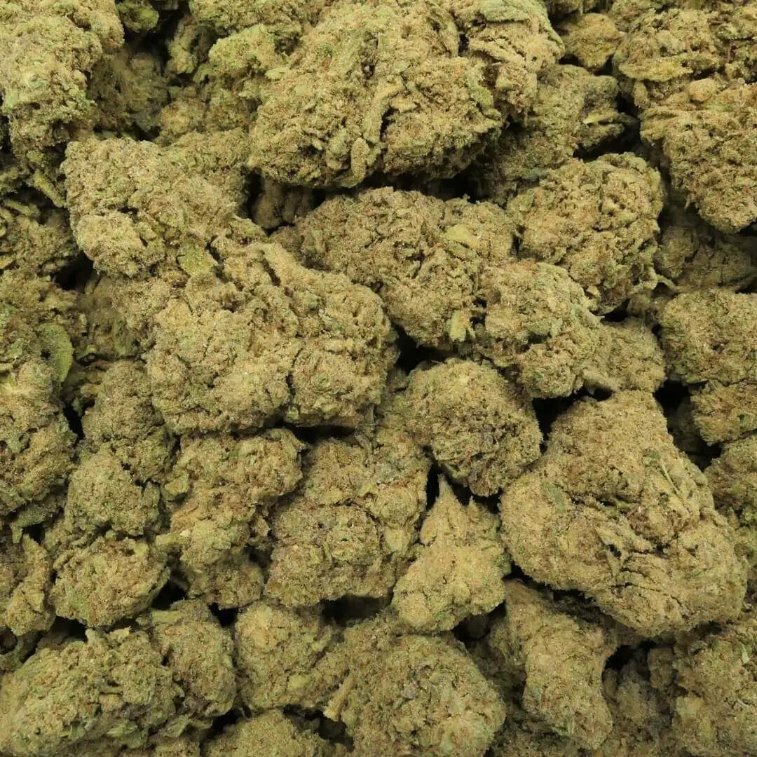 TERMINATOR - FLEUR - THCN TERMINATOR - BLOEM - THCN